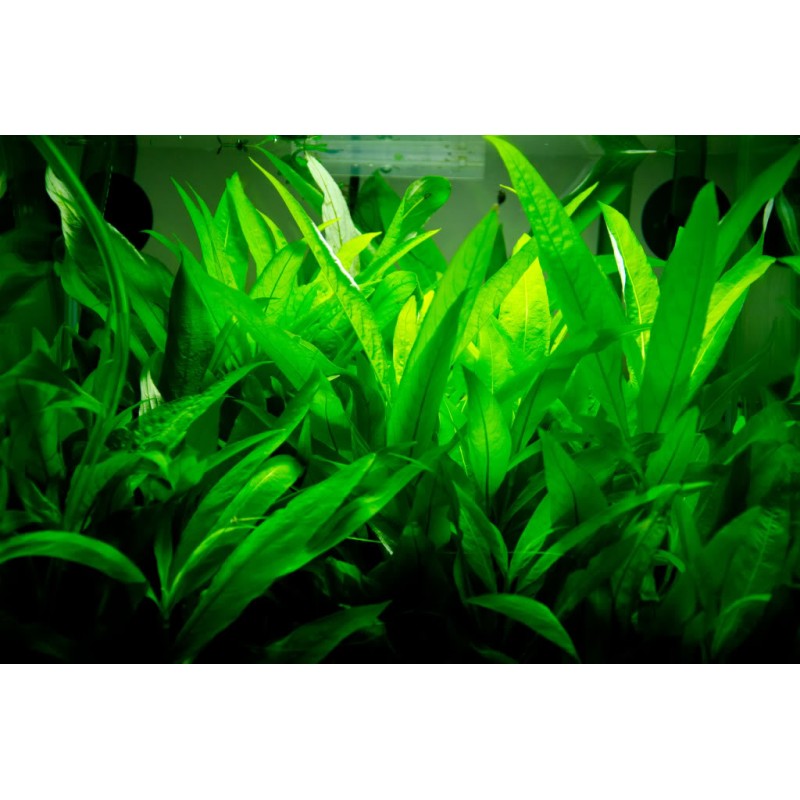 Hygrophila corymbosa Siamensis (3 stems) - Image 5