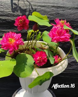 Yellow Prior Pink, White Peony, Affection 16 lotus tuber combo