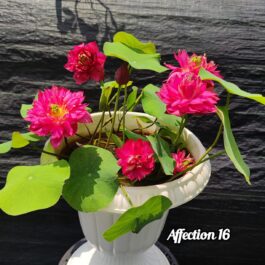 Affection 16, Ameri Camelia, Siam Ruby Lotus Combo