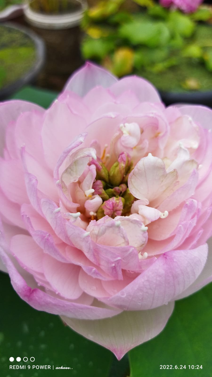 Affection 16, Ameri Camelia, Siam Ruby Lotus Combo - Image 3