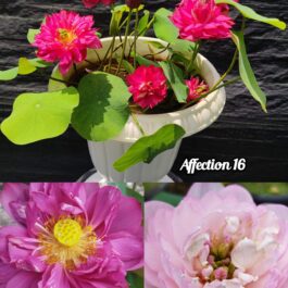 Affection 16, Ameri Camelia, Siam Ruby Lotus Combo