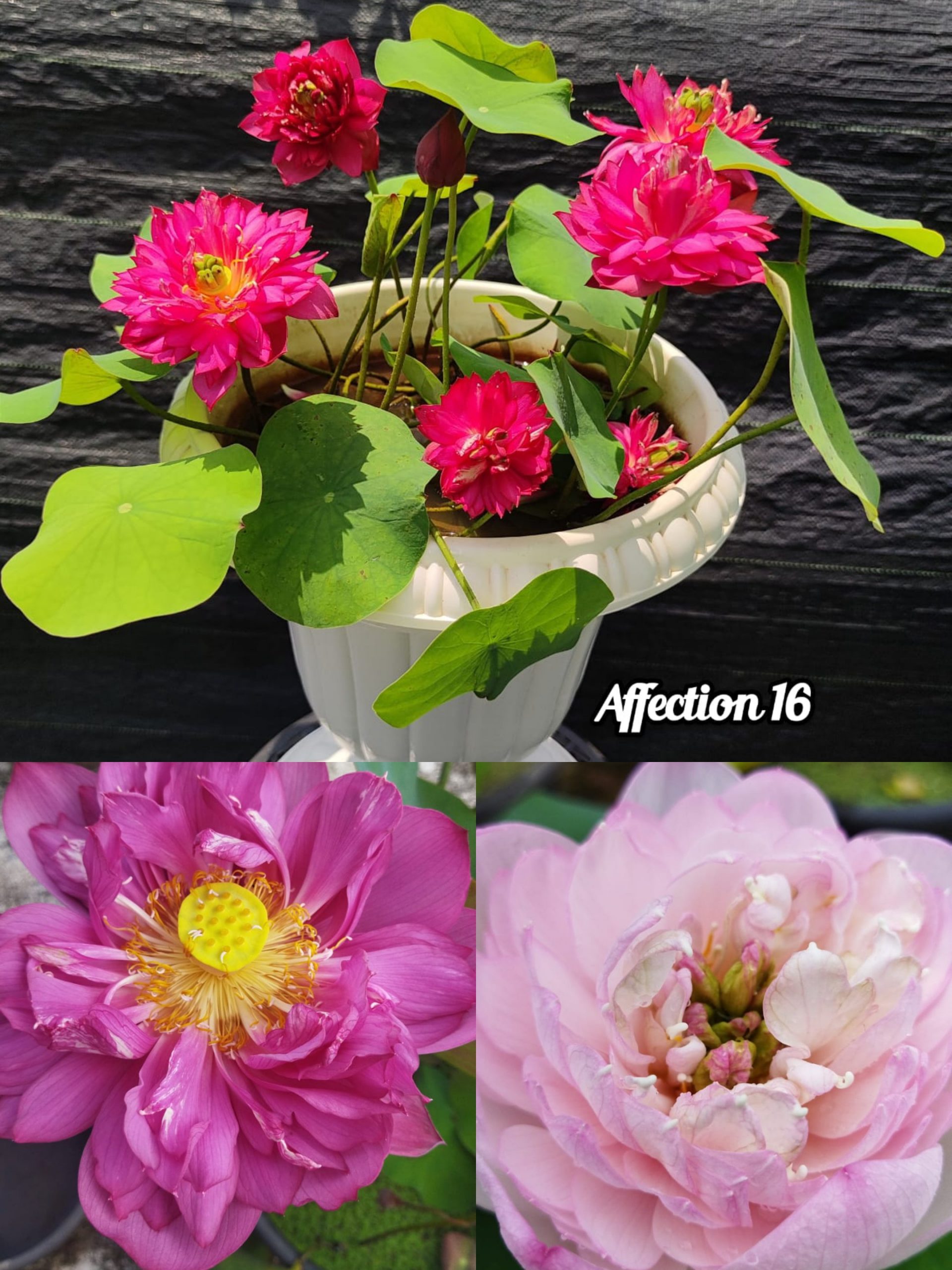 Affection 16, Ameri Camelia, Siam Ruby Lotus Combo
