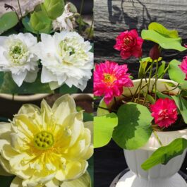 Yellow Prior Pink, White Peony, Affection 16 lotus tuber combo