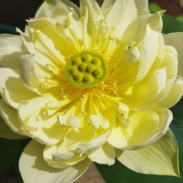 Yellow Peony Lotus Tuber