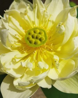 Yellow Peony Lotus Tuber