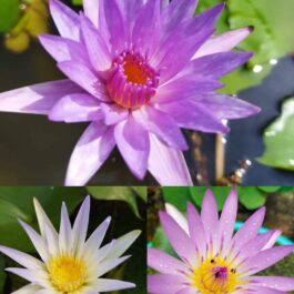 Waterlily- 3 plants combo