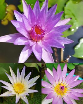 Waterlily- 3 plants combo
