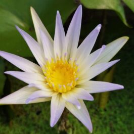 Waterlily- 3 plants combo