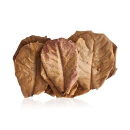 Indian Almond Leaves (10 Leaves Pack )