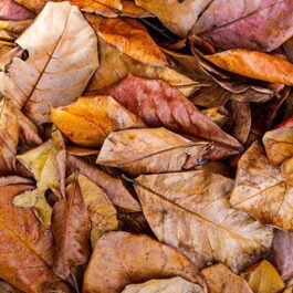 Indian Almond Leaves (10 Leaves Pack )