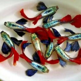 Plantinum Red Tail Dumbo Big Ear Guppy Pair