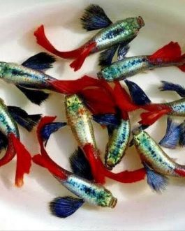 Plantinum Red Tail Dumbo Big Ear Guppy Pair