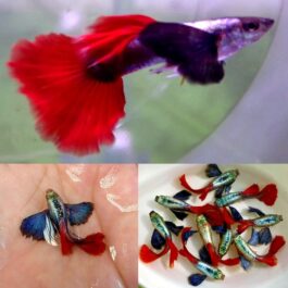 Plantinum Red Tail Dumbo Big Ear Guppy Pair
