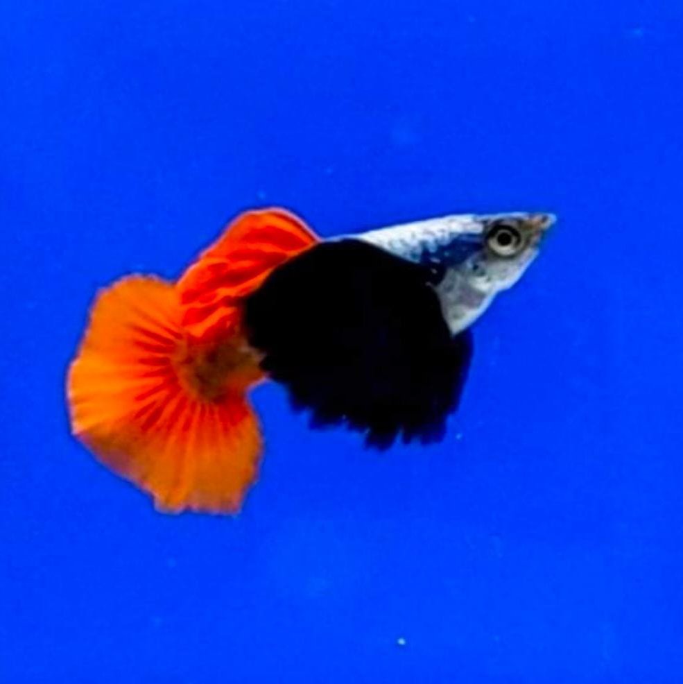 Plantinum Red Tail Dumbo Big Ear Guppy Pair - Image 3