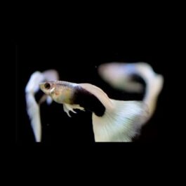 White tuxedo guppy pair