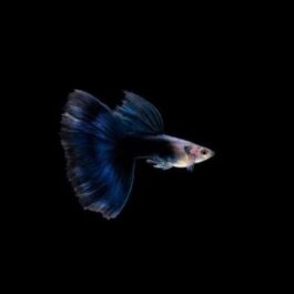 HB blue guppy pair
