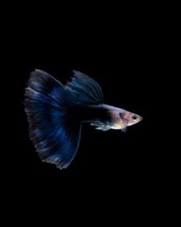 HB blue guppy pair