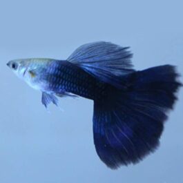 HB blue guppy pair