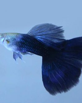 HB blue guppy pair