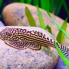 Hill stream loach ( 3 pcs)
