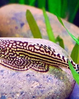 Hill stream loach ( 3 pcs)