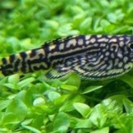 Hill stream loach ( 3 pcs)
