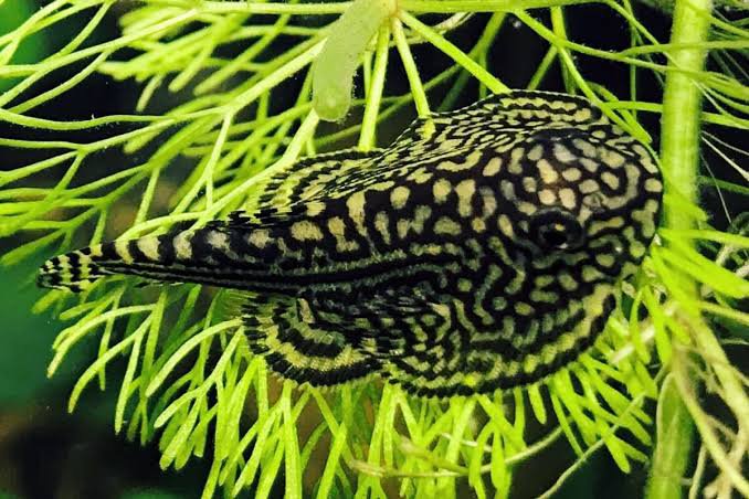 Hill stream loach ( 3 pcs) - Image 3