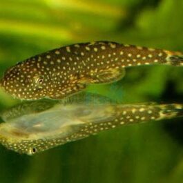 Borneo sucker (3 pcs)