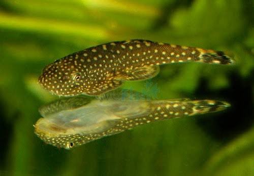 Borneo sucker (3 pcs) - Image 2