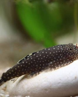 Borneo sucker (3 pcs)