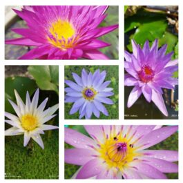 Water lily plants combo (5 plants)