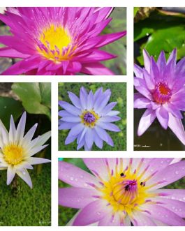 Water lily plants combo (5 plants)