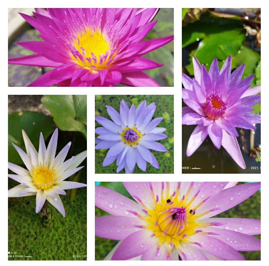 Water lily plants combo (5 plants)