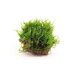 Taxiphyllum sp Flame/ Flame Moss (on rock)/ loose portion/ mesh
