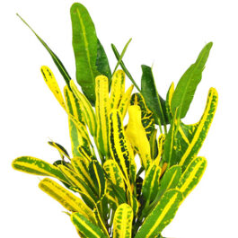 Banana Croton (Single plant)