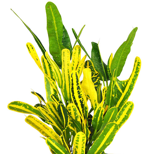 Banana Croton (Single plant)