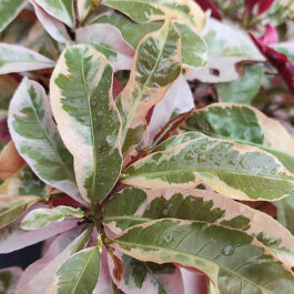 Chinese croton/ Excoecaria cochinchinensis