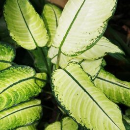 Dieffenbachia seguine /Dumb cane white(large plant)