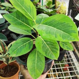 Ficus Elastica Altissima (Single plant)