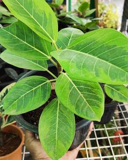 Ficus Elastica Altissima (Single plant)