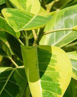 Ficus Elastica Altissima (Single plant)