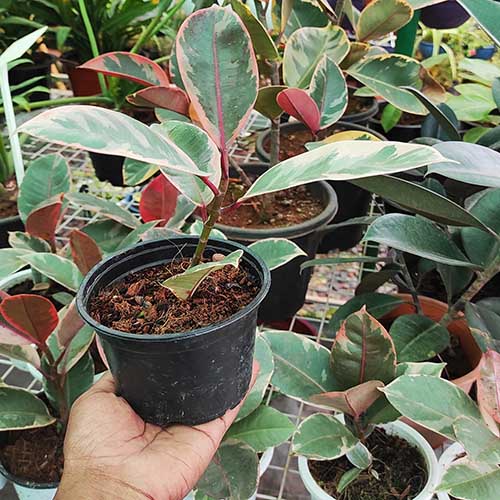 Ficus Elastica Ruby (Single plant) - Image 2
