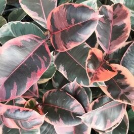 Ficus Elastica Ruby (Single plant)