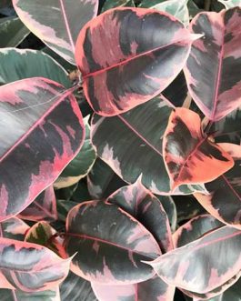Ficus Elastica Ruby (Single plant)