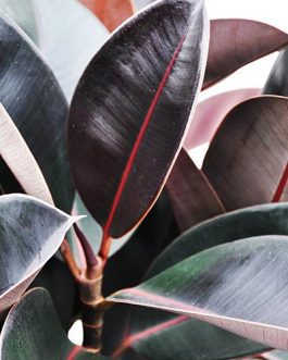 Ficus Elastica (large single plant)