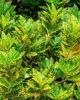 Gold Dust Croton (Single plant)