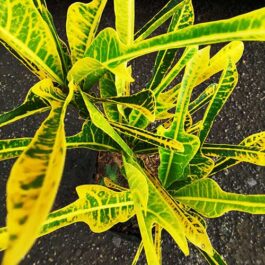Golden Arrowhead Croton (Single plant)