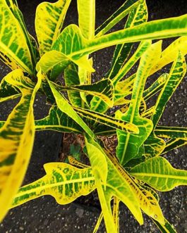 Golden Arrowhead Croton (Single plant)