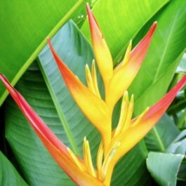 Heliconia Psittacorum Tropics