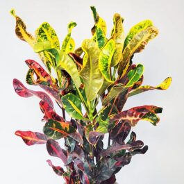 Mammy Croton (Single plant)